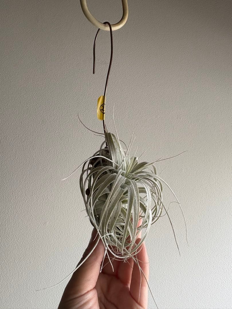 チランジア チャペウエンシス 流木着生 エアープランツ