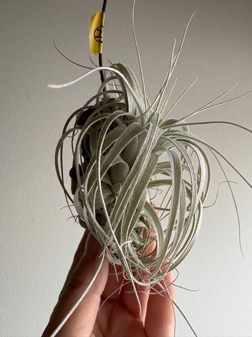 チランジア チャペウエンシス 流木着生 エアープランツ