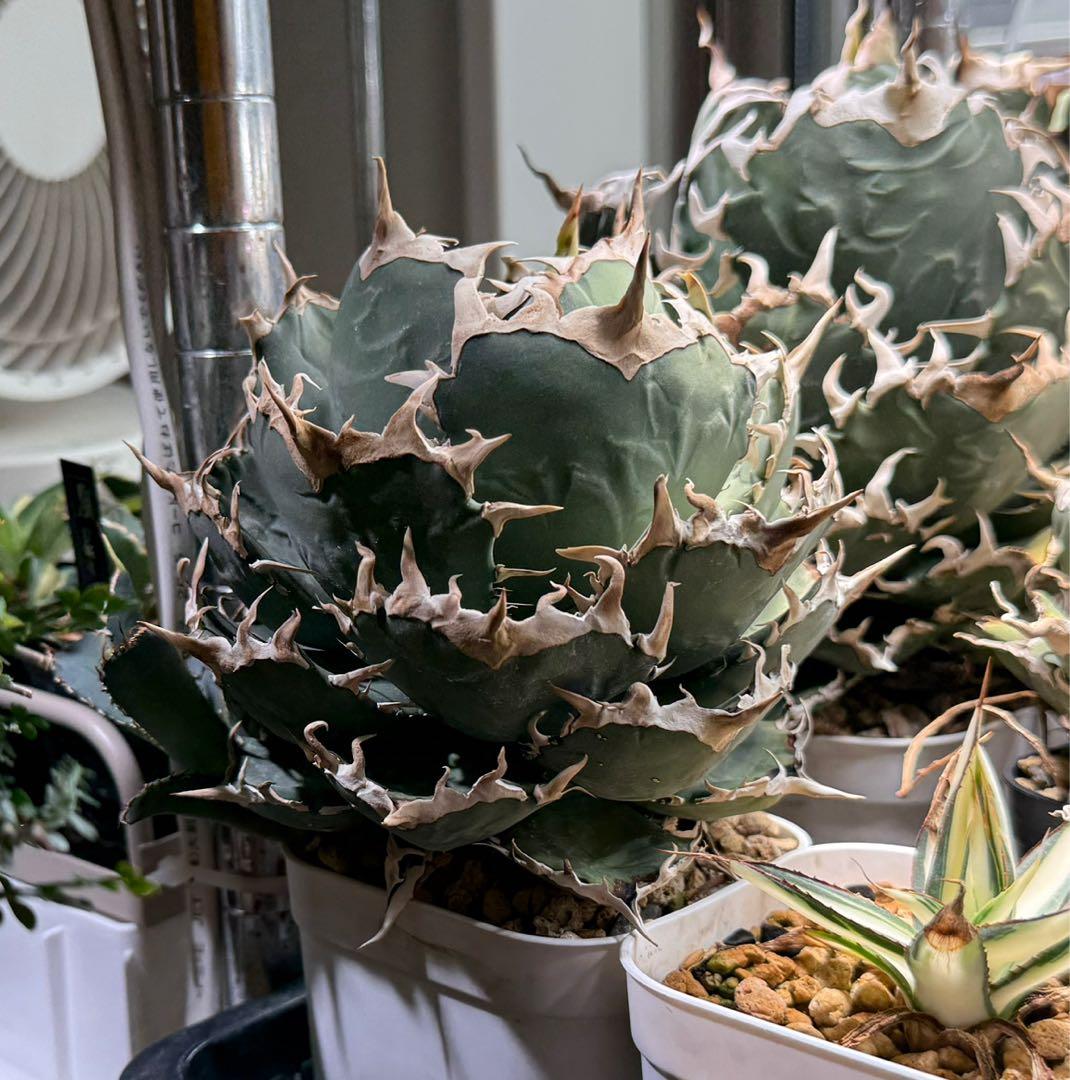 【育成株】オテロイ インドネシア実生