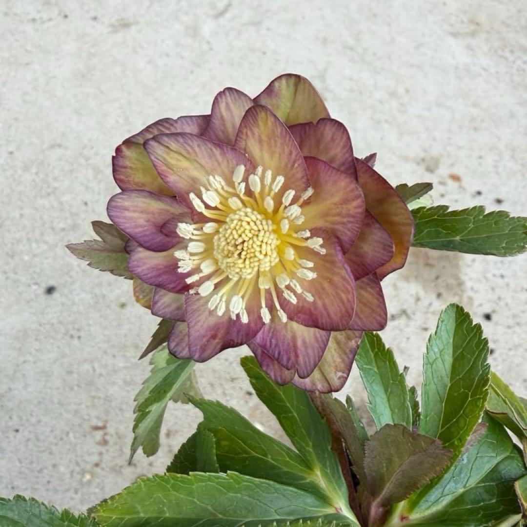 098 クリスマスローズ　開花株