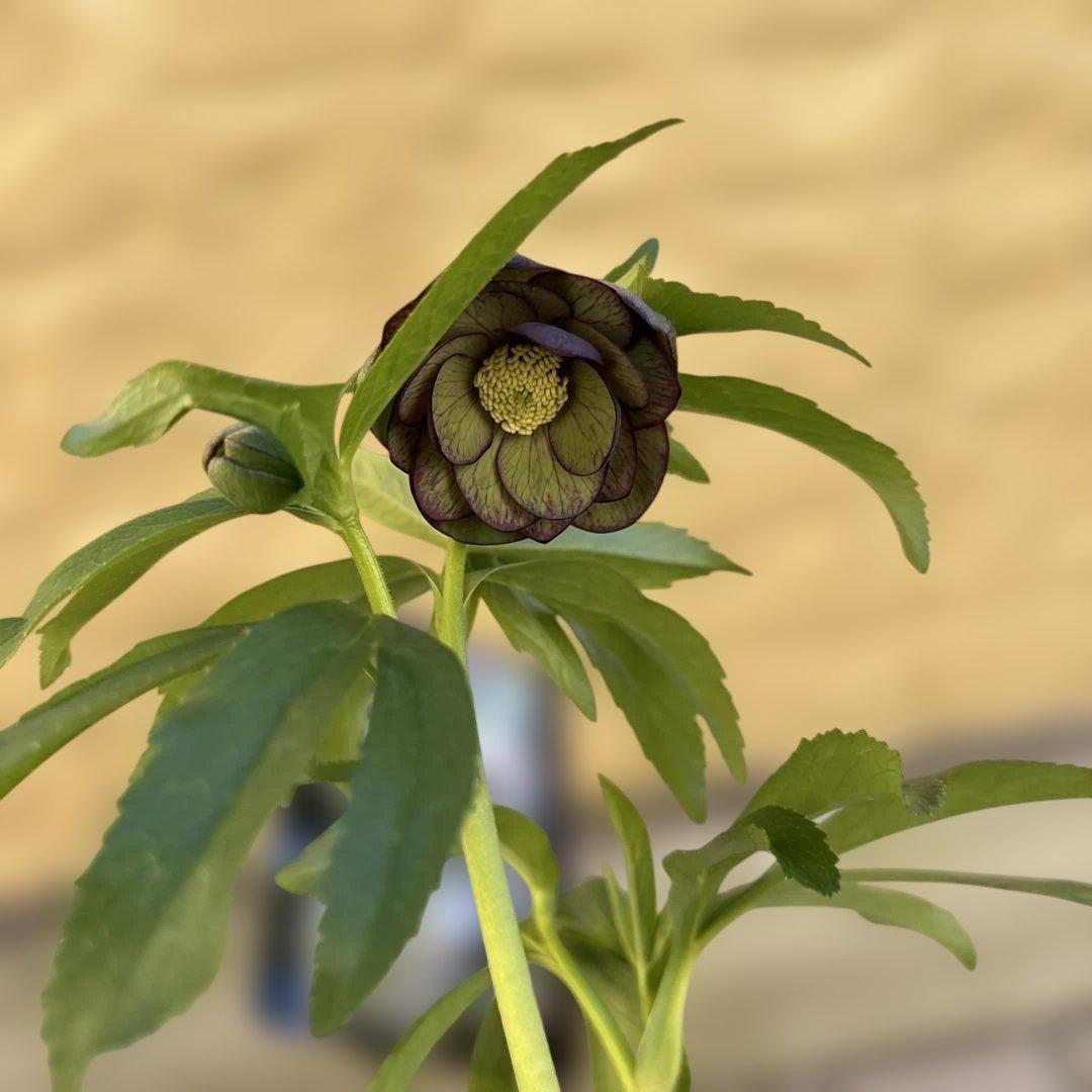 ウインターシンフォニー　小輪グリーンバイカラーDDクリスマスローズ　開花株