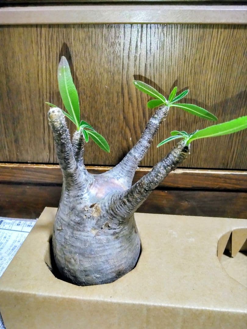 弱*店様 冬なのに元気な　グラキリスパキポディウム