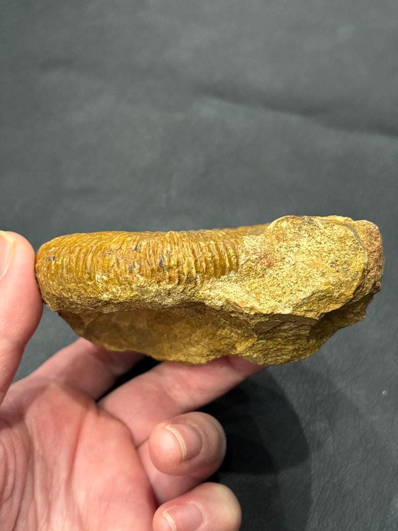 化石　アンモナイト　パーキンソニア