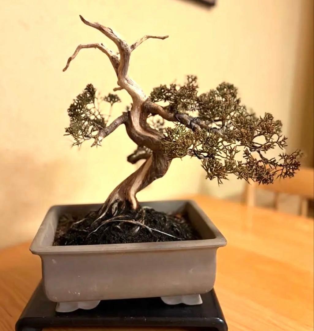 真柏盆栽❗️フォロワー様180人記念！❗️太木❗️値下げ！早い者勝ち。