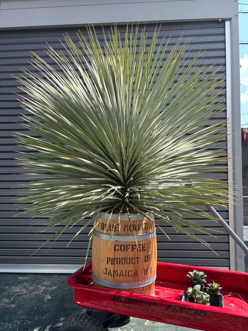 【引取り限定】ロストラータ　愛知県　ユッカ 大きめ 観葉植物