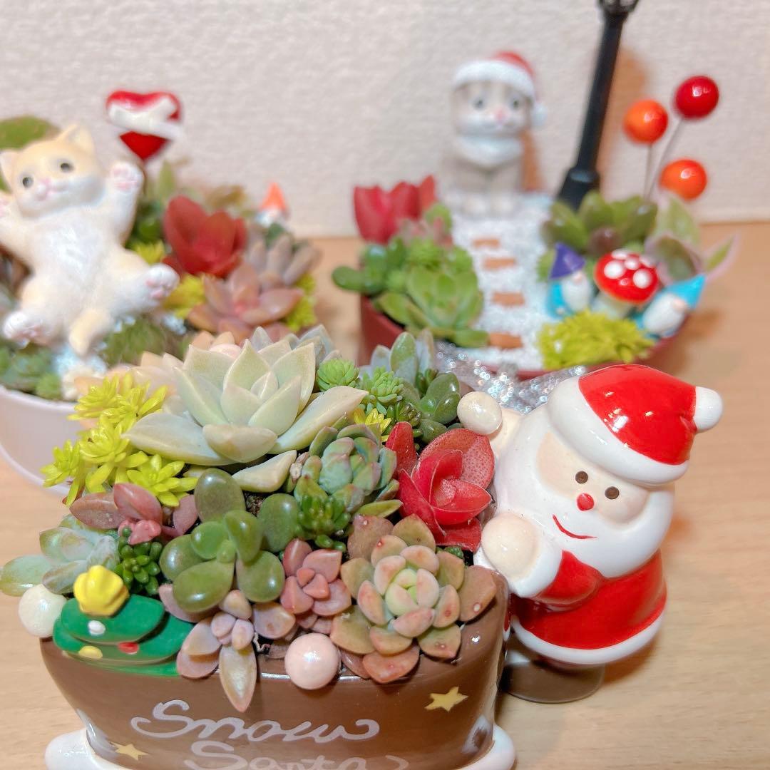 メルカリ便♫多肉植物寄植え♫そのまま飾れる♫ねこちゃんセットChristmas