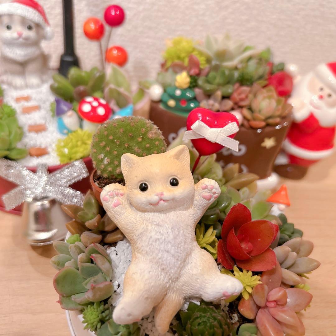 メルカリ便♫多肉植物寄植え♫そのまま飾れる♫ねこちゃんセットChristmas