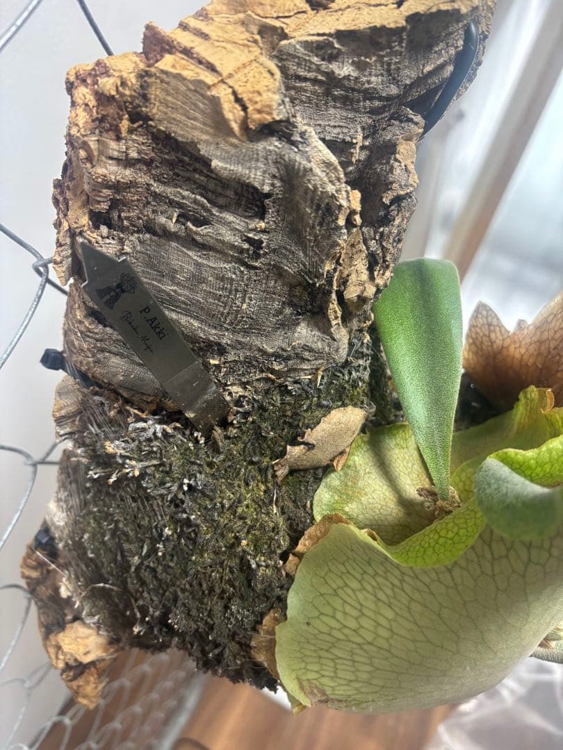 ビカクシダ AKKI 親株