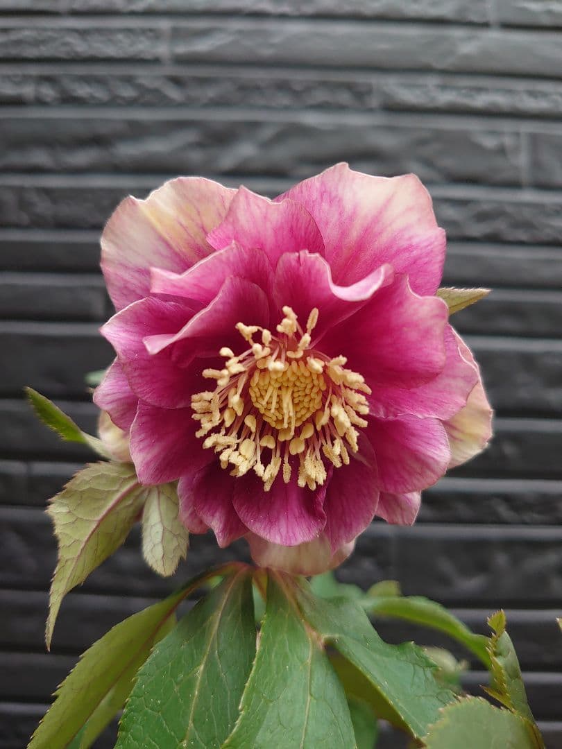 広瀬園芸　クリスマスローズ　Ｄ