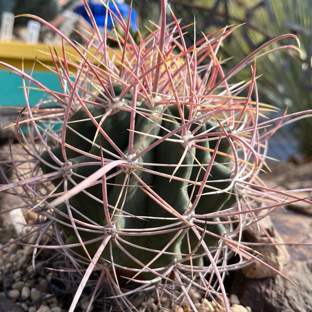 サボテン　フェロカクタス　【鯱頭】 美株