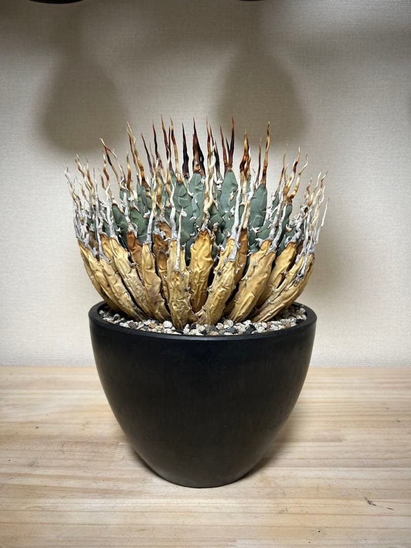 アガベユタエンシスエボリスピナ陽炎　子株付き