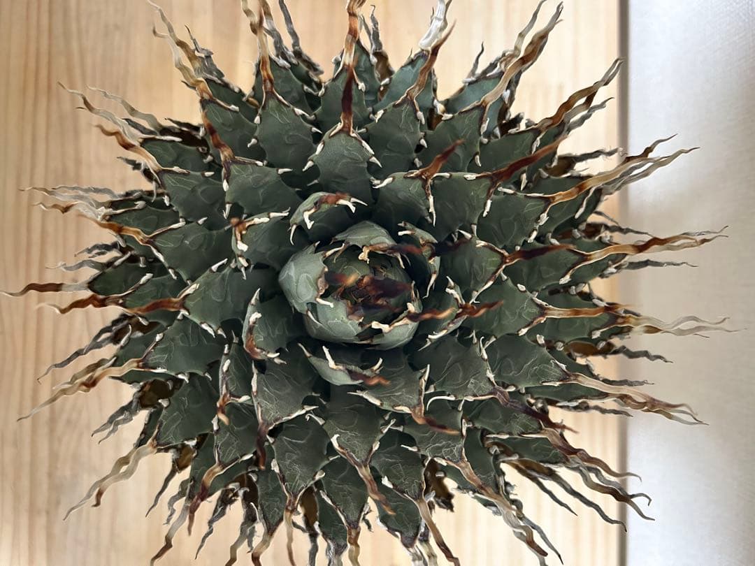 アガベユタエンシスエボリスピナ陽炎　子株付き