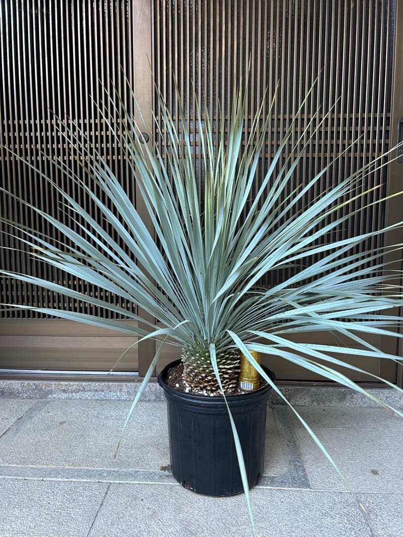 ユッカ　ロストラータ　シルバーブルーの葉色 幹立ち　ボリューム株