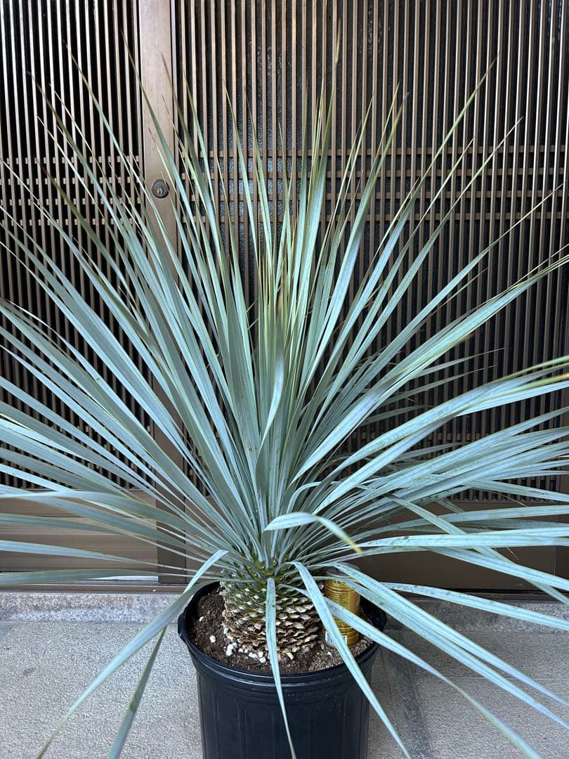 ユッカ　ロストラータ　シルバーブルーの葉色 幹立ち　ボリューム株