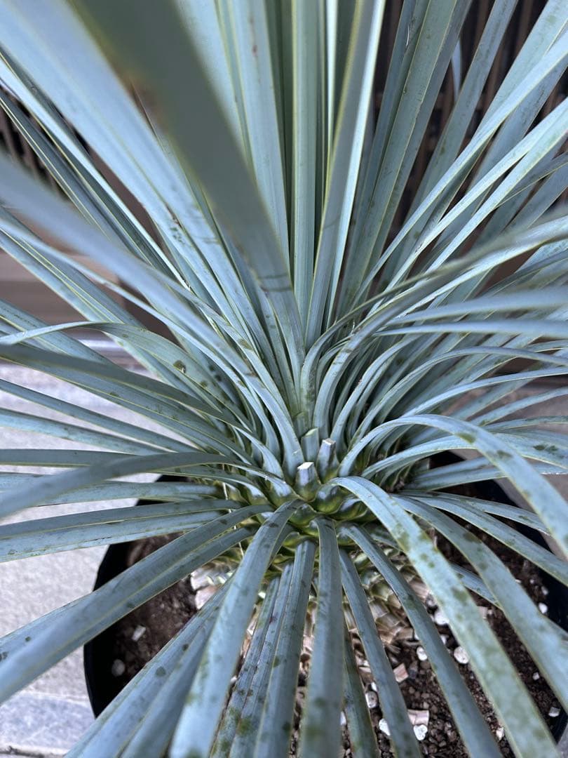 ユッカ　ロストラータ　シルバーブルーの葉色 幹立ち　ボリューム株