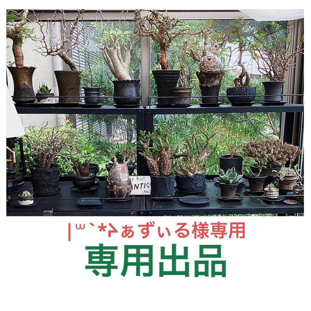 |꒳`*ᔨ﻿ぁずぃる　エリオスペルマムセット