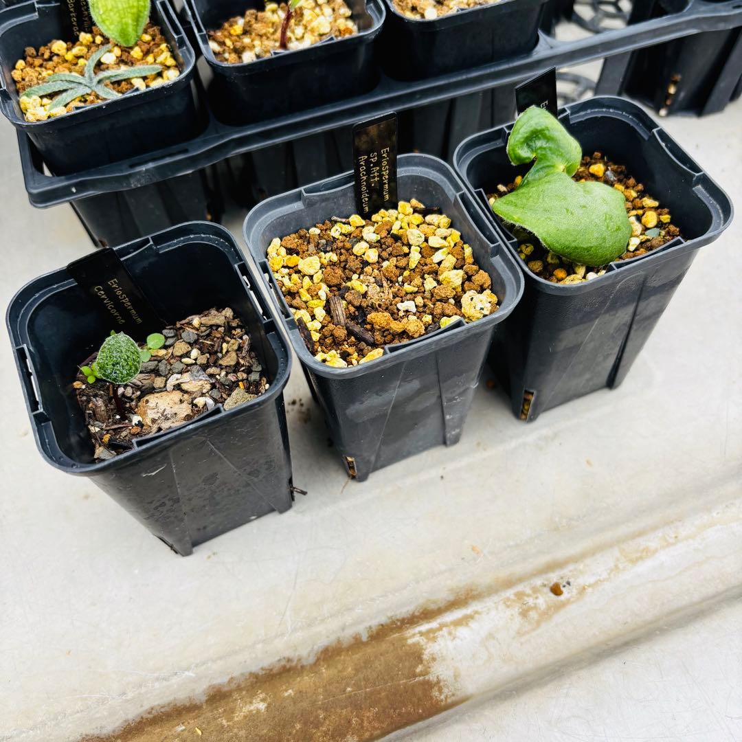 |꒳`*ᔨ﻿ぁずぃる　エリオスペルマムセット