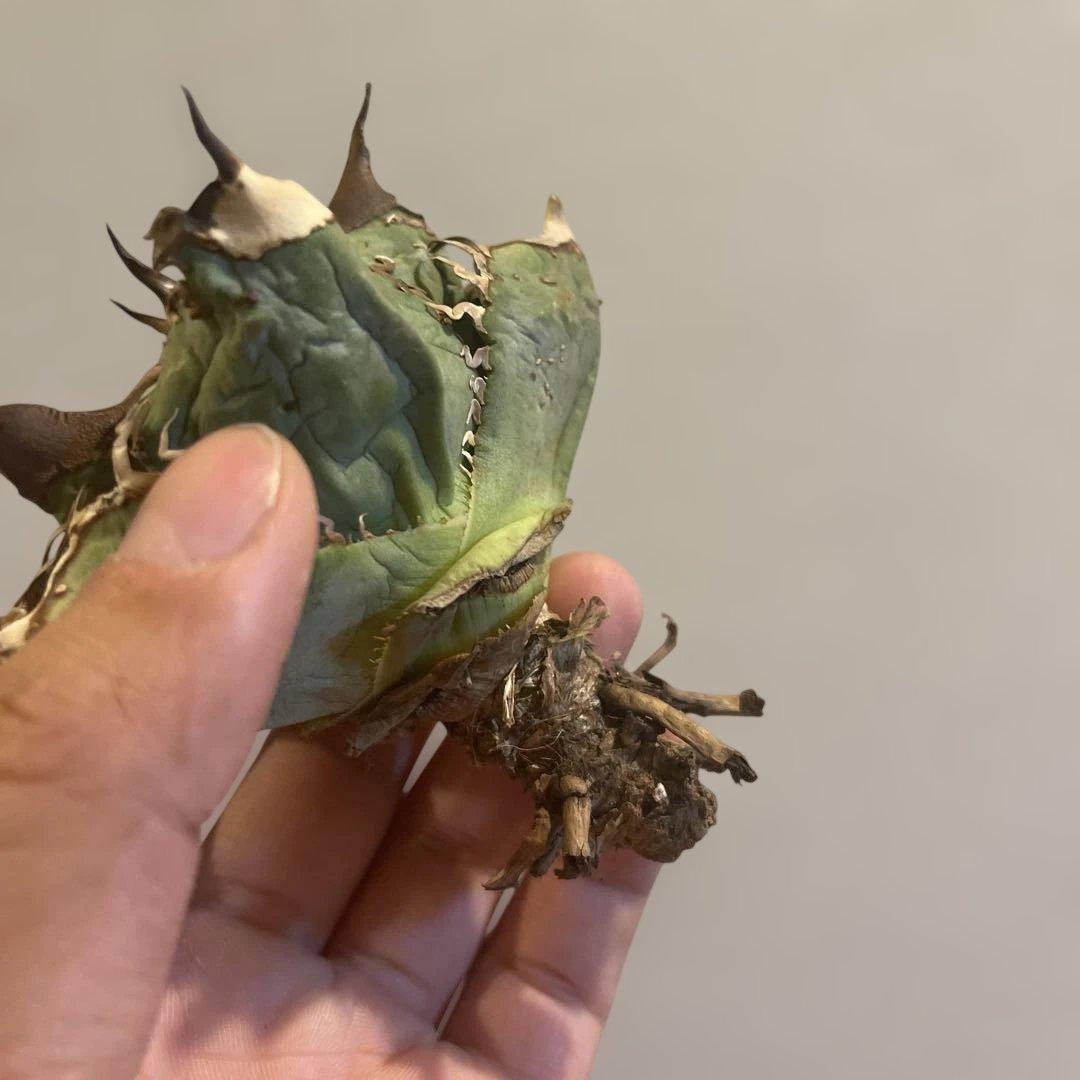 A061 アガベ オテロイ ノーネーム 現地株血統
