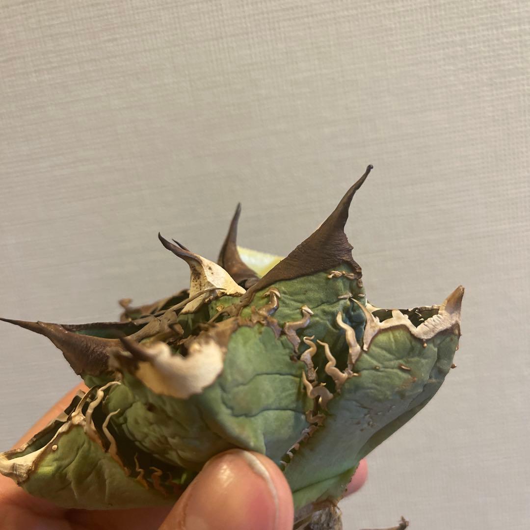 A061 アガベ オテロイ ノーネーム 現地株血統