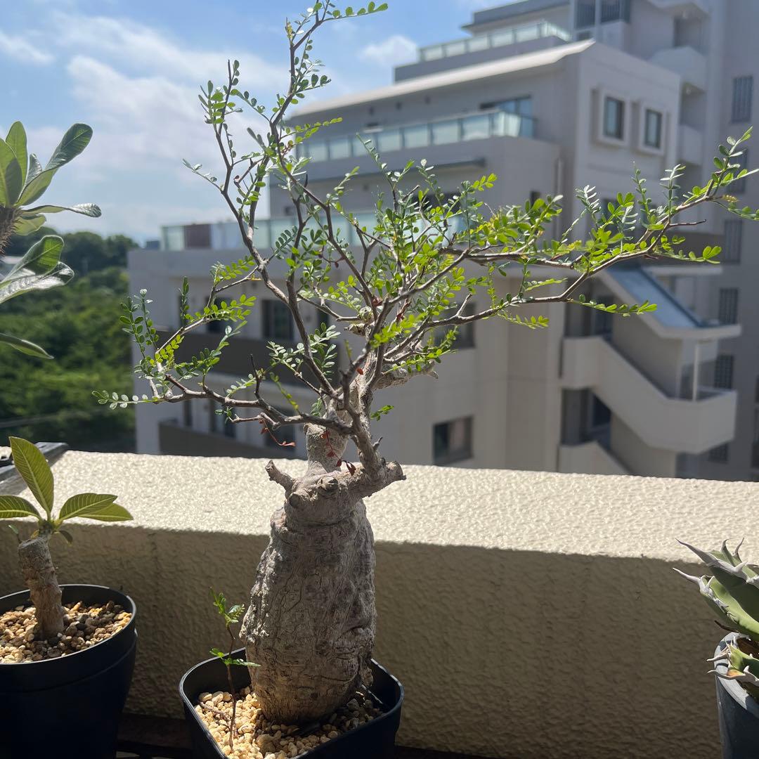 すみお