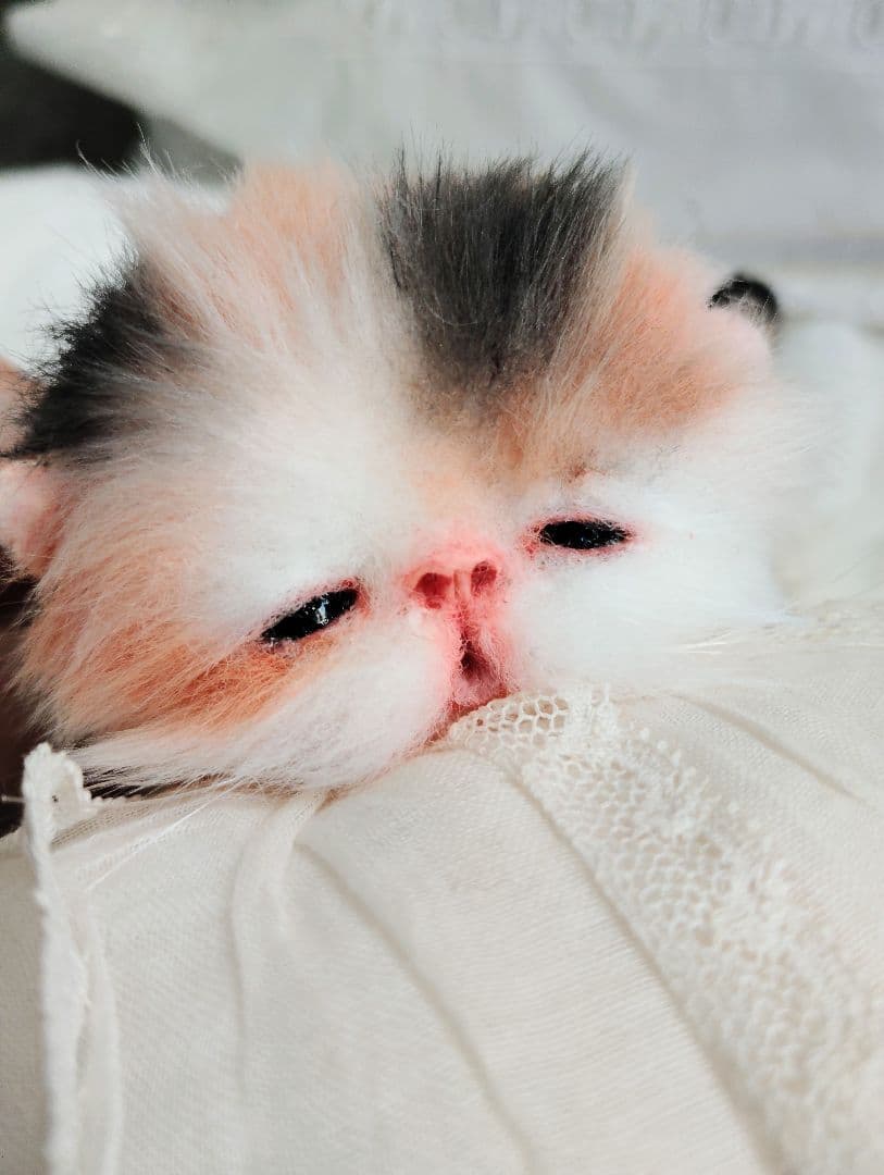 さんごやま様❤オーダー♡ほにゃほにゃ〜キャリコ子猫ちゃん♡アートドールぬいぐるみ