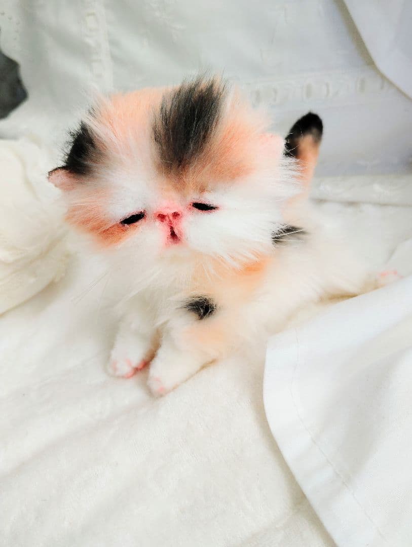 さんごやま様❤オーダー♡ほにゃほにゃ〜キャリコ子猫ちゃん♡アートドールぬいぐるみ
