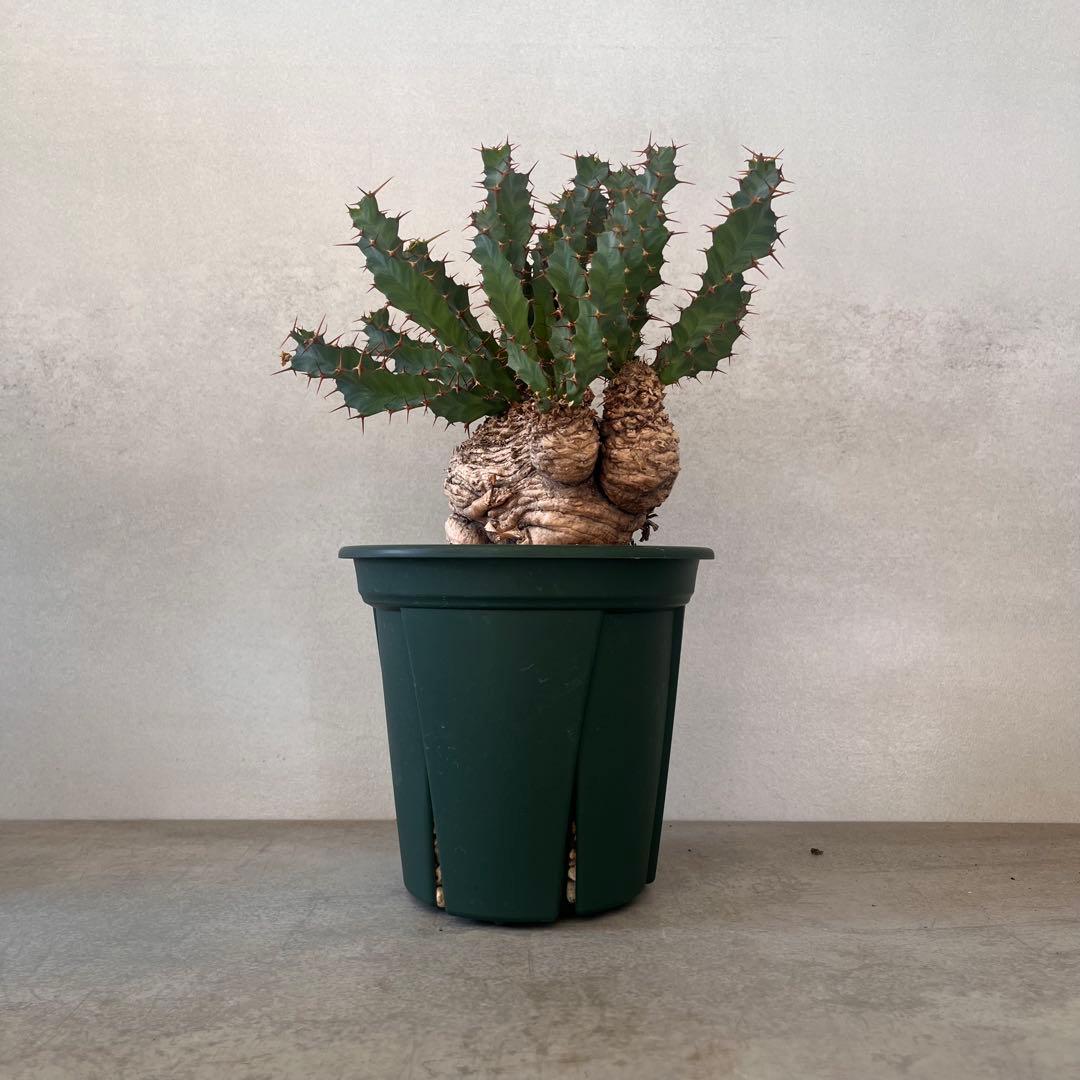 ユーフォルビア　クラビゲラ　現地球　Euphorbia clavigera 美株