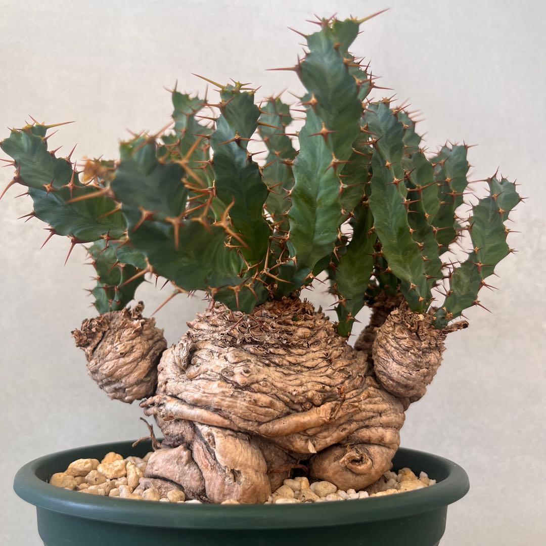 ユーフォルビア　クラビゲラ　現地球　Euphorbia clavigera 美株