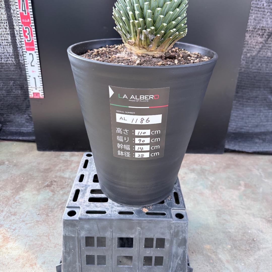 k*u様 【AL1186】ユッカ　ロストラータ　ランチョブルー