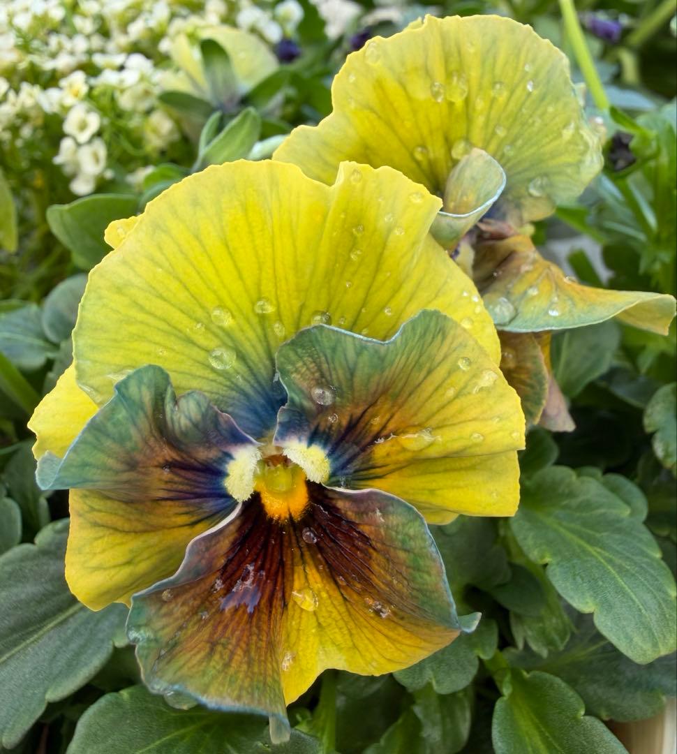 専用　アイクルール　金閣庭園の新緑