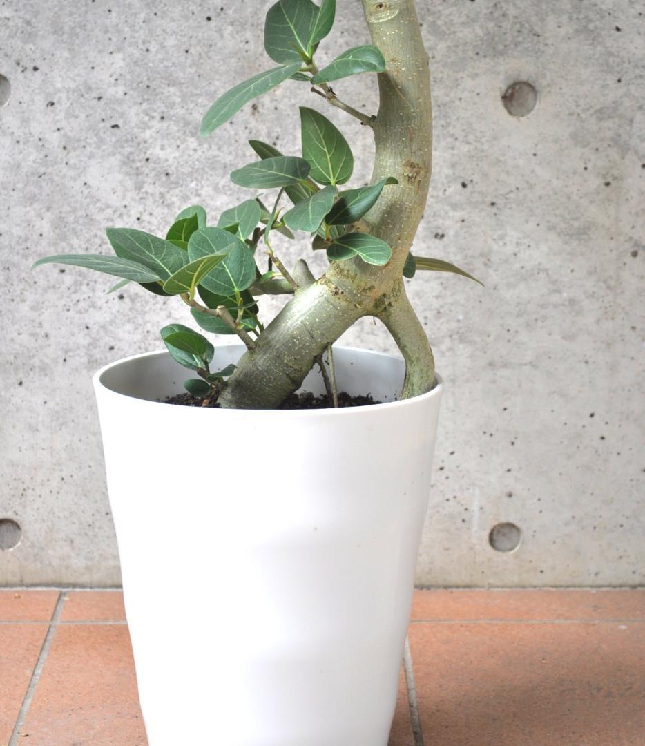 フィカス ベンガレンシス 8号 141cm S-shaped