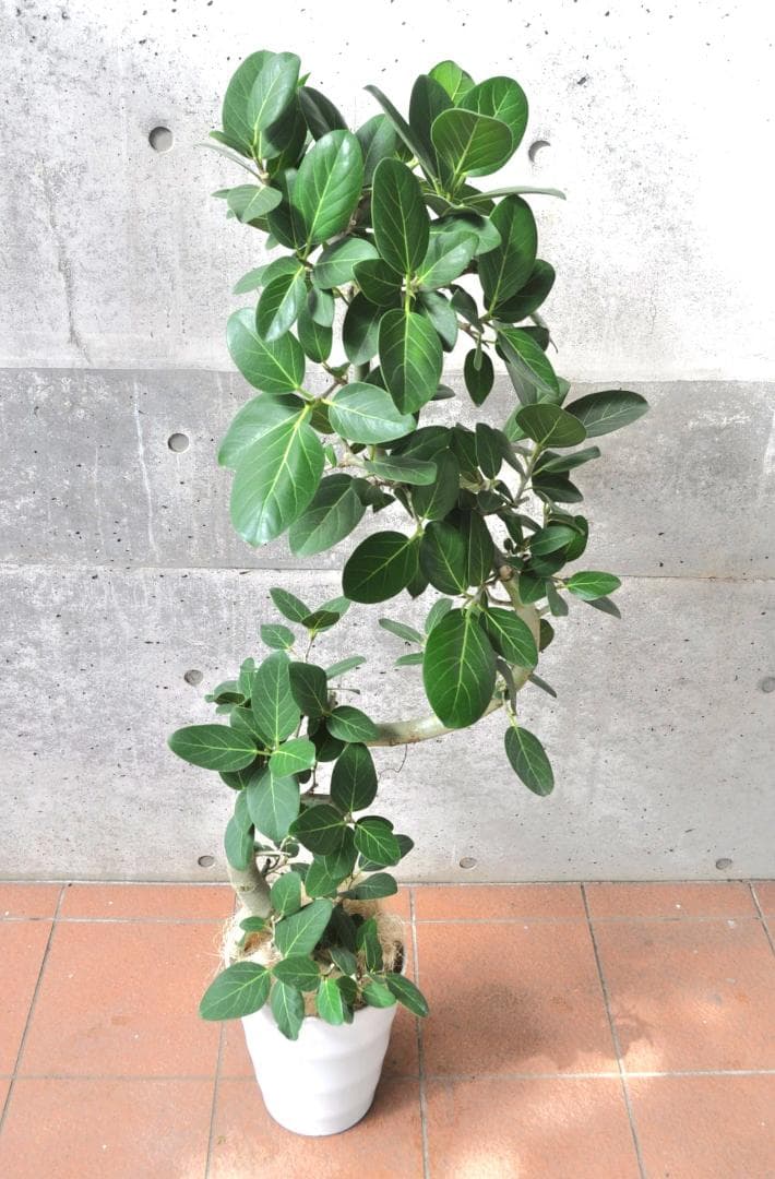 フィカス ベンガレンシス 8号 141cm S-shaped