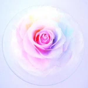 【高級プリザーブドフラワー】パステルレインボーローズ　りんごガラスドーム