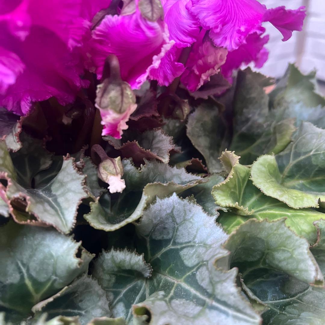 まさまる　シクラメン　フリル　レジーナ　５号　ルチア　6号　2鉢セット