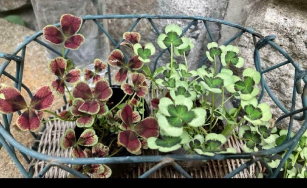 クローバーの苗 G ・Rセット☆ネコポス便発送！