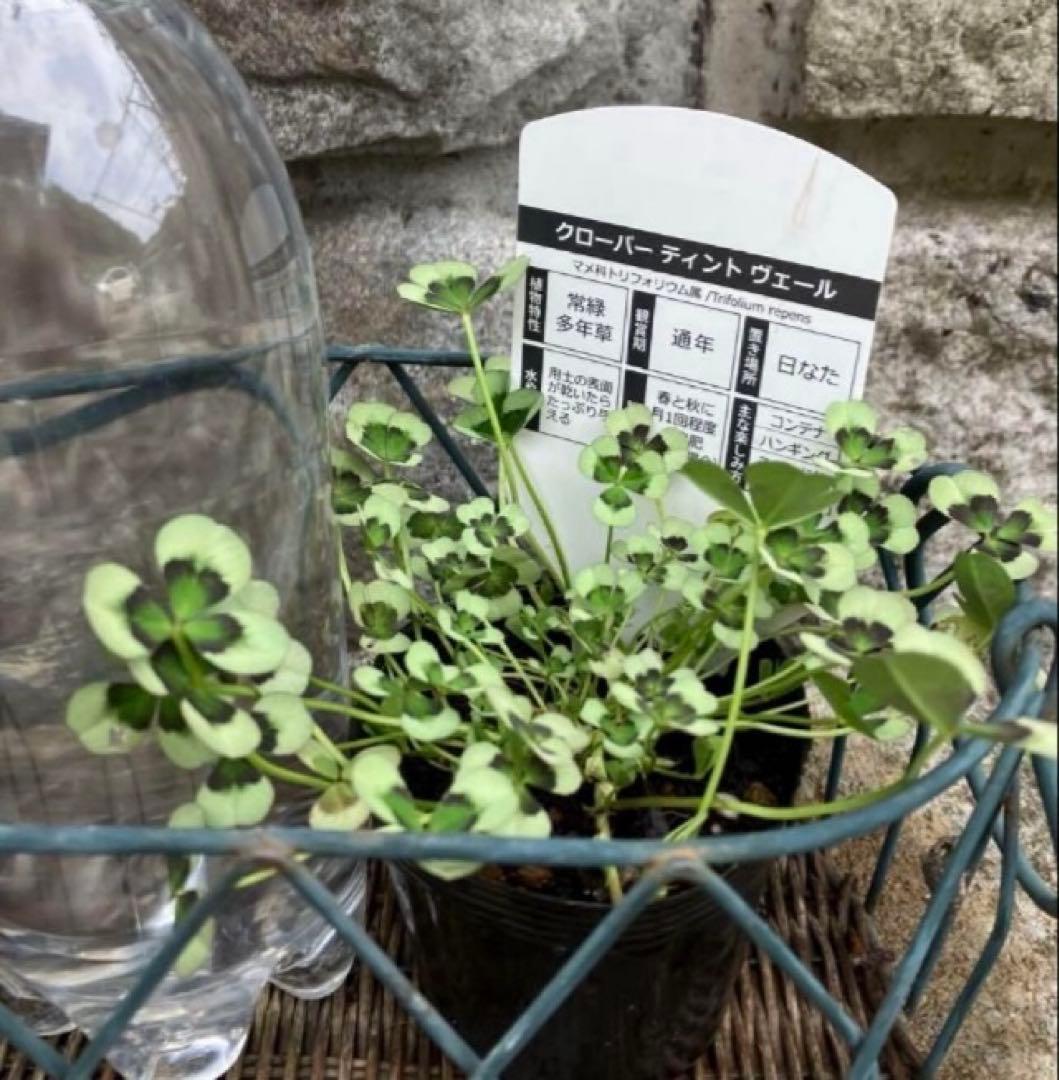 クローバーの苗 G ・Rセット☆ネコポス便発送！
