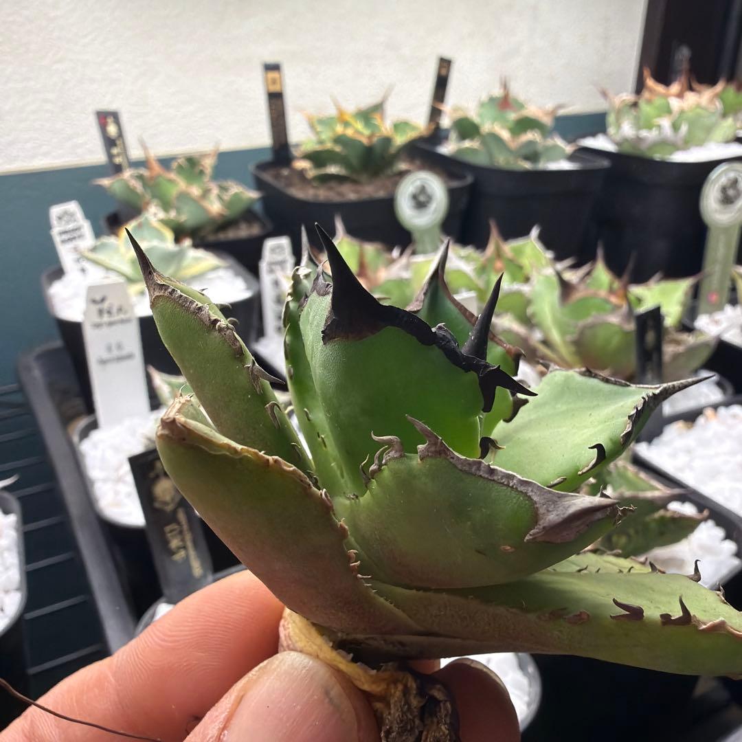 小型アガベ キングアーサー040