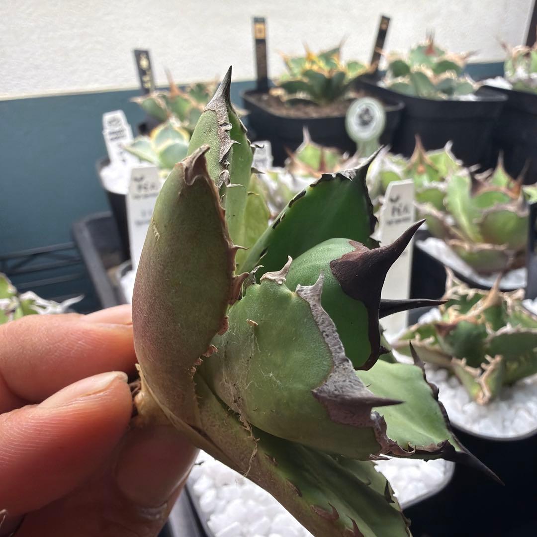 小型アガベ キングアーサー040