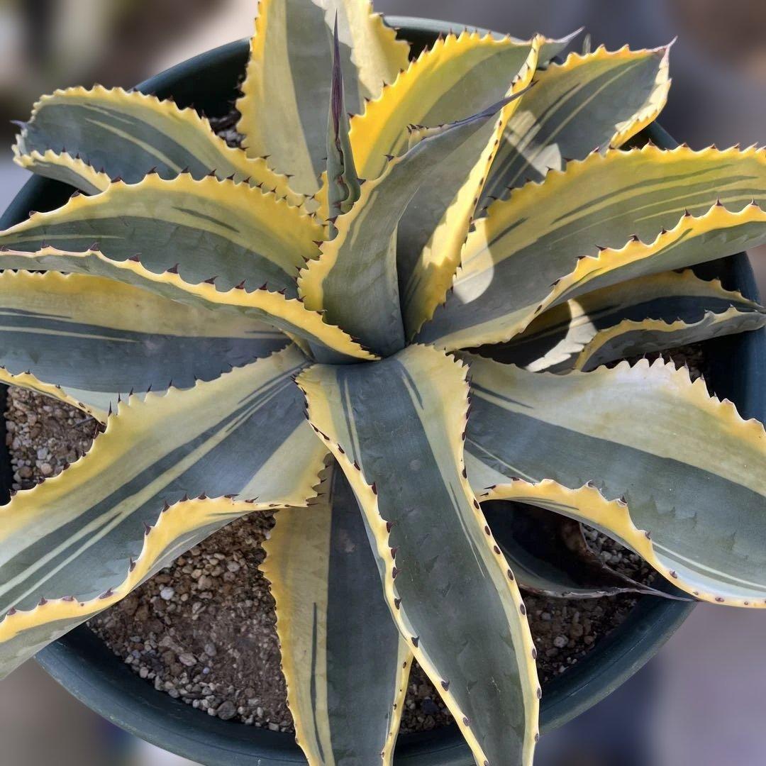 アガベ　リップルエフェクト　中株　幅56cm