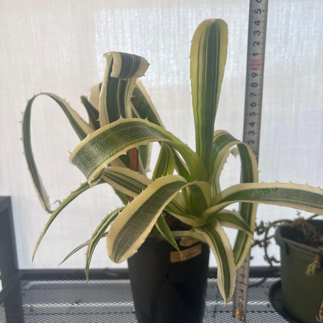ホヘンベルギア　カーラ　親子株！　3株　レア