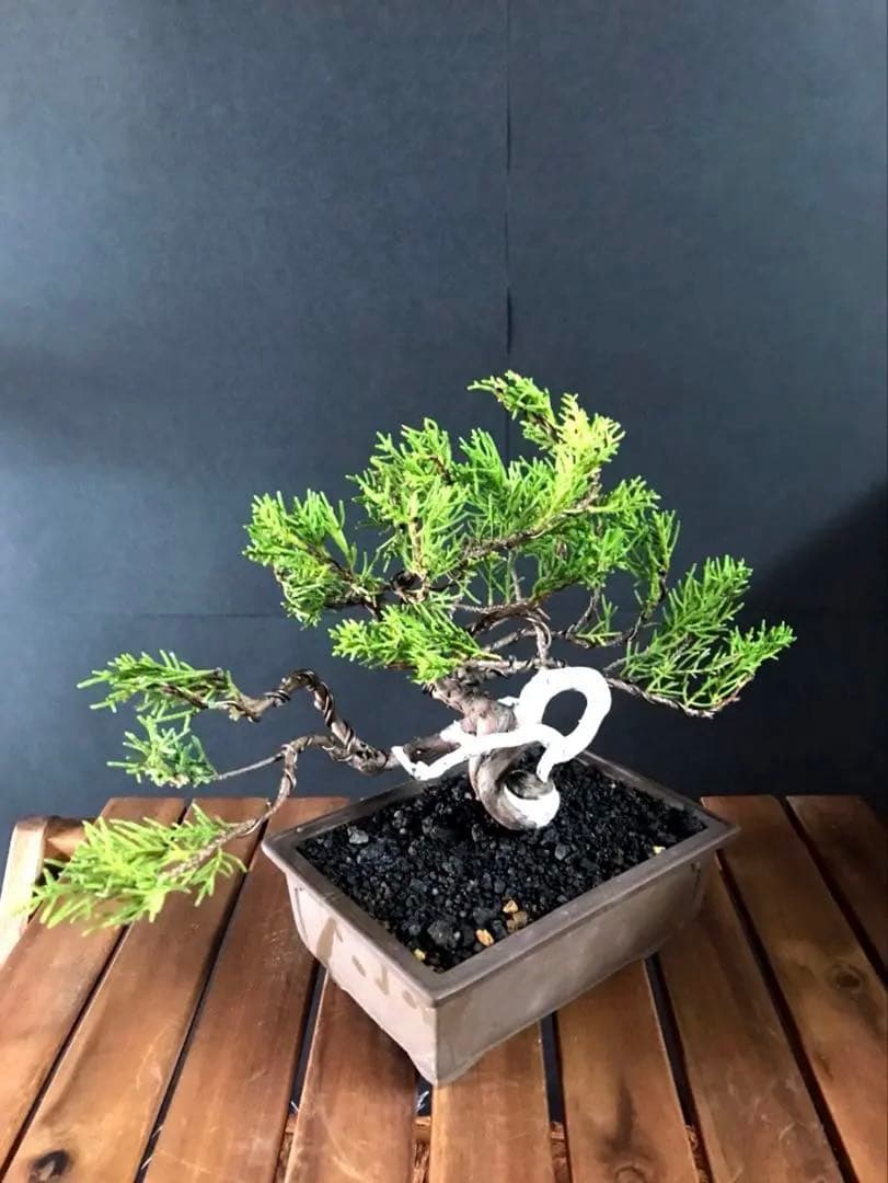 糸魚川真柏盆栽 小品盆栽