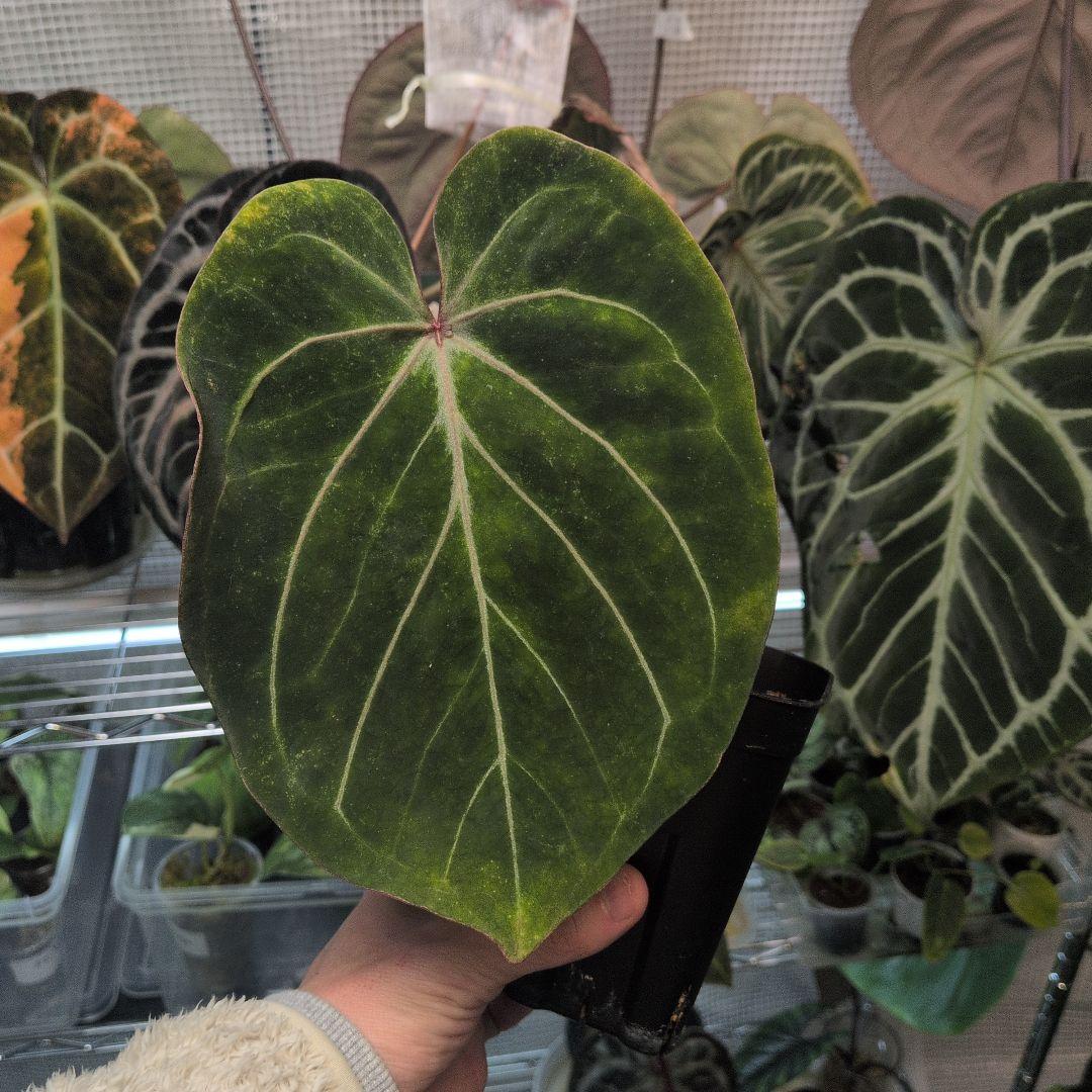 アンスリウム　KOS キングオブスペード