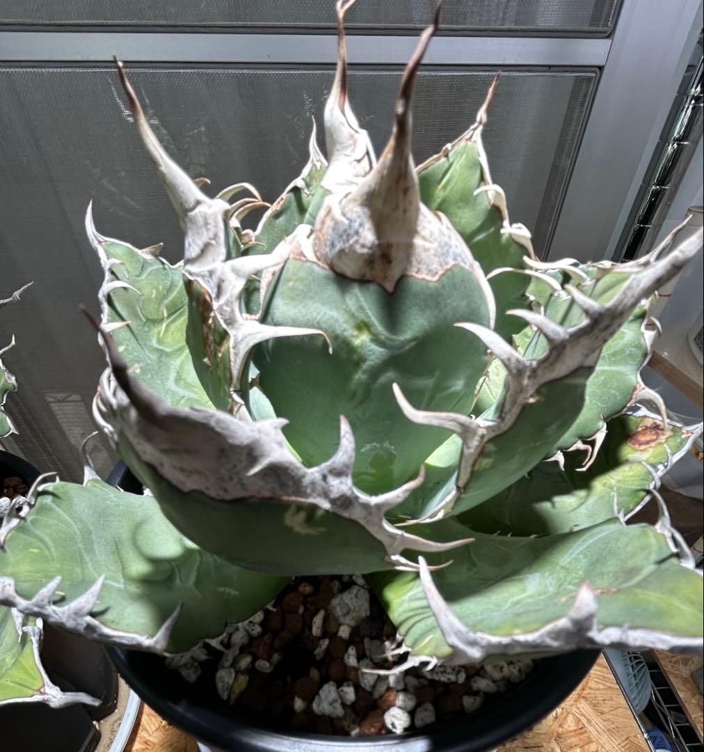 Agave oaxaca oteroi 極鋸歯 鋸歯 オアハカ オテロイ 唸り