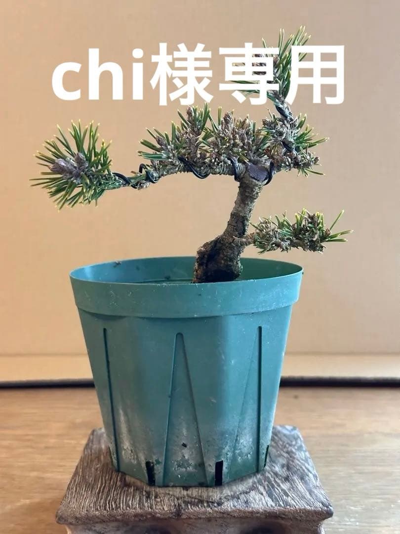 盆栽素材 千寿姫