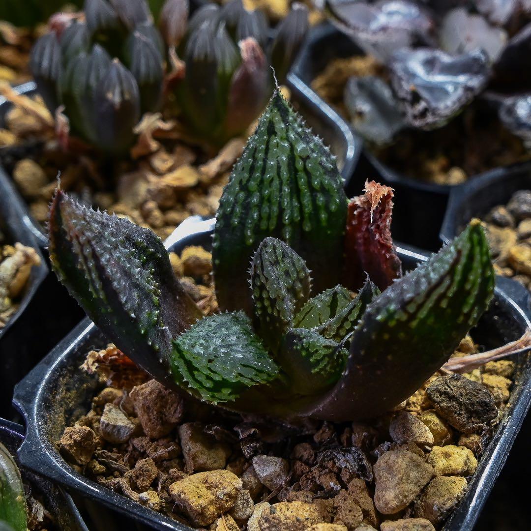 ハオルチア 闇の森