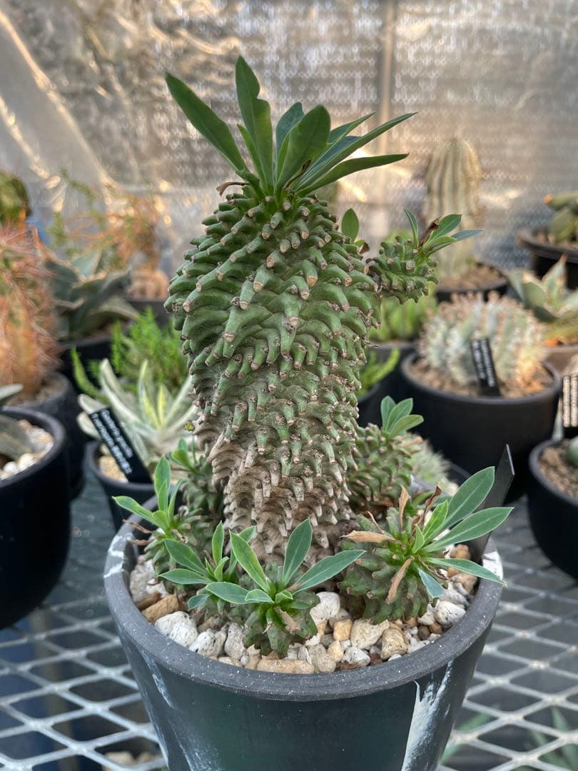 ユーフォルビア 安曇野鉄甲 親株 仔株14株 5号ブラックポットマーブル