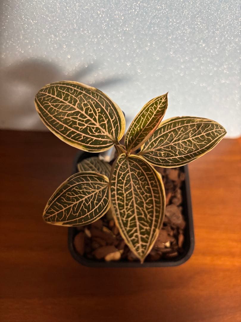 ひ*ん様 ジュエルオーキッド　ルディシアディスカラー　黄桜