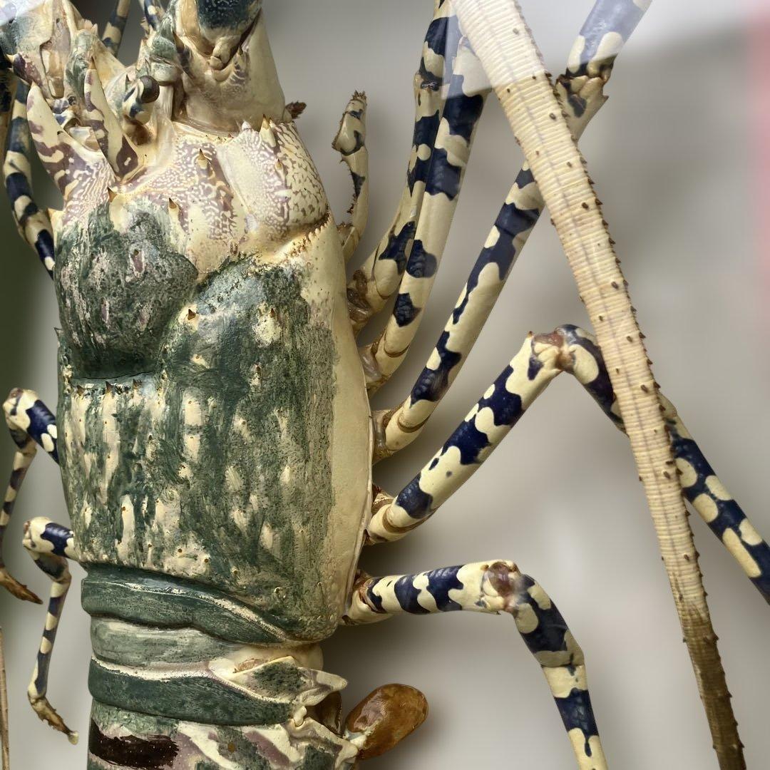 伊勢海老 エビ 剥製 ガラスケース 壁額 壁飾りロブスター標本 大型