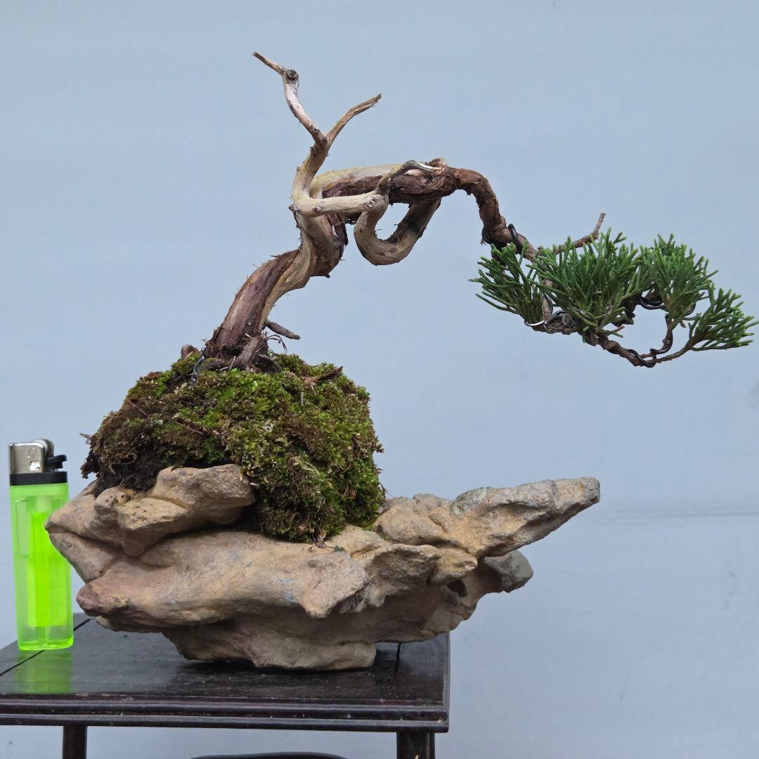 真柏　[石付半懸崖]　貴風盆栽