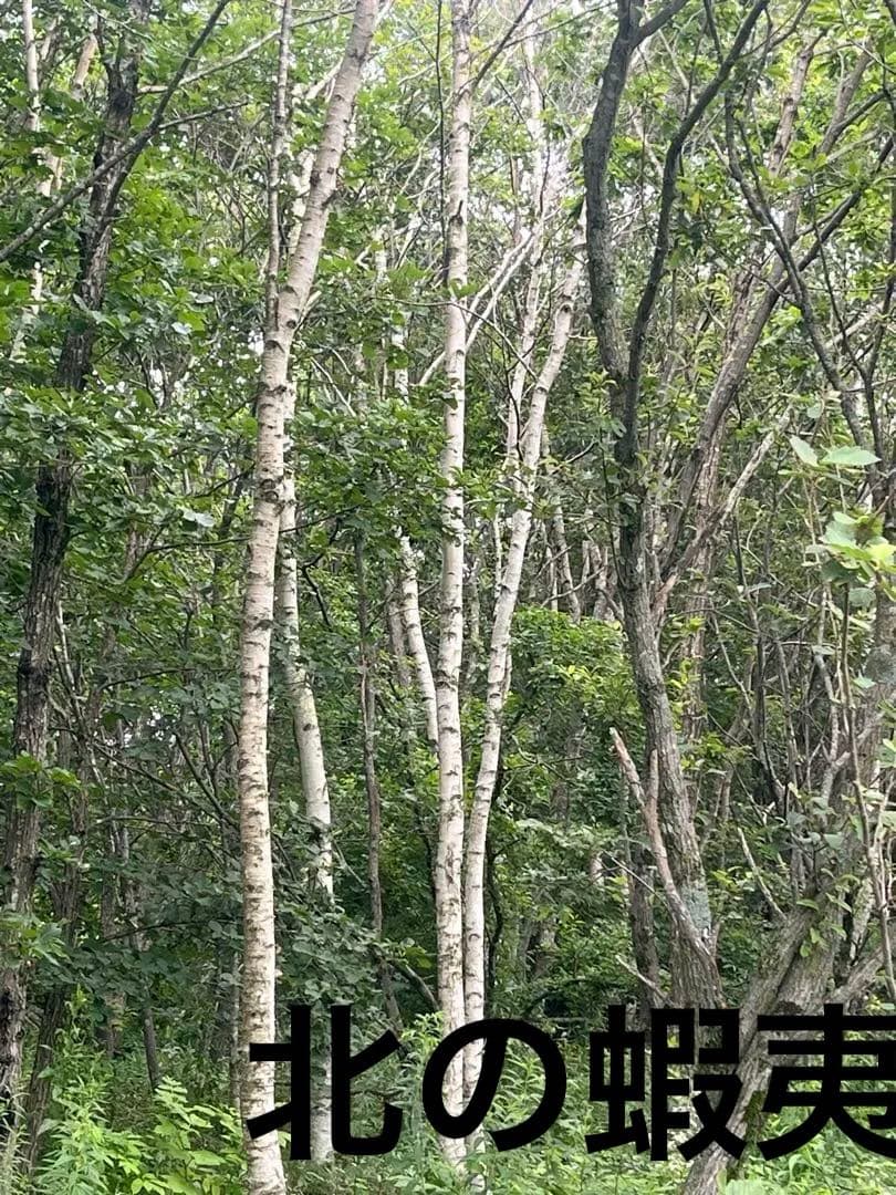 白樺 苗木　6本　1.4メートル+小苗6本